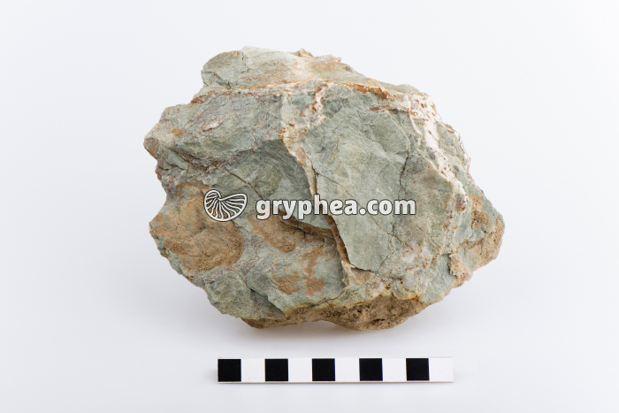 Schiste - gryphea.com